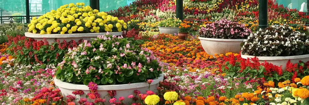 why-book-a-chauffeur-service-for-the-rhs-chelsea-flower-show-london