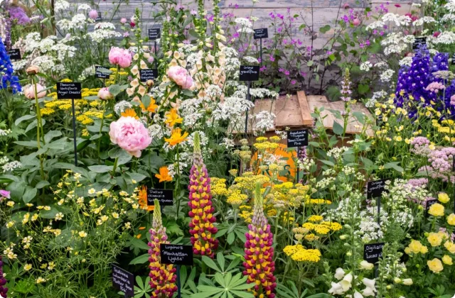 About RHS Chelsea Flower Show London